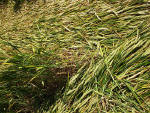 Silbury Hill (2), Wiltshire crop circle, aerial photo 39