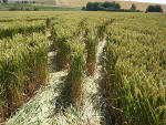Silbury Hill (2), Wiltshire crop circle, aerial photo 45