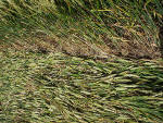 Silbury Hill (2), Wiltshire crop circle, aerial photo 46