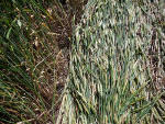 Silbury Hill (2), Wiltshire crop circle, aerial photo 48
