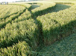 Silbury Hill (2), Wiltshire crop circle, aerial photo 19