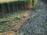 Silbury Hill (2), Wiltshire crop circle, aerial photo 10