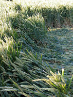 Silbury Hill (2), Wiltshire crop circle, aerial photo 14