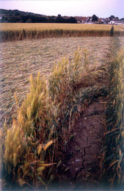 Sompting, Sussex crop circle, aerial photo 3