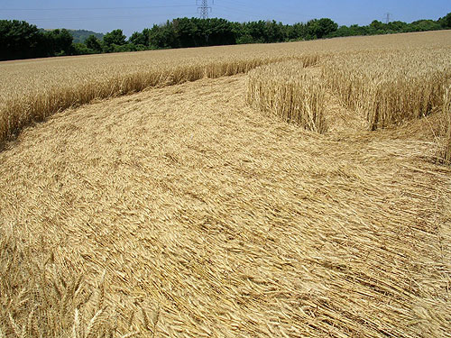 Sompting, Sussex crop circle, aerial photo 11