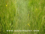 Southend, Oxfordshire crop circle, aerial photo 4