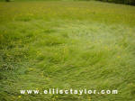 Southend, Oxfordshire crop circle, aerial photo 8
