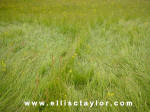 Southend, Oxfordshire crop circle, aerial photo 10