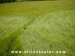 Southend, Oxfordshire crop circle, aerial photo 5