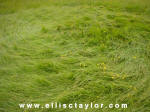 Southend, Oxfordshire crop circle, aerial photo 7