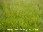 Southend, Oxfordshire crop circle, aerial photo 9