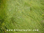 Southend, Oxfordshire crop circle, aerial photo 6