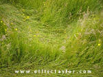 Southend, Oxfordshire crop circle, aerial photo 10