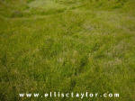 Southend, Oxfordshire crop circle, aerial photo 3