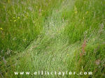 Southend, Oxfordshire crop circle, aerial photo 4
