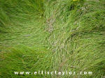Southend, Oxfordshire crop circle, aerial photo 8