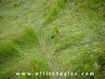Southend, Oxfordshire crop circle, aerial photo 5