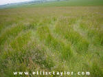 Southend, Oxfordshire crop circle, aerial photo 6