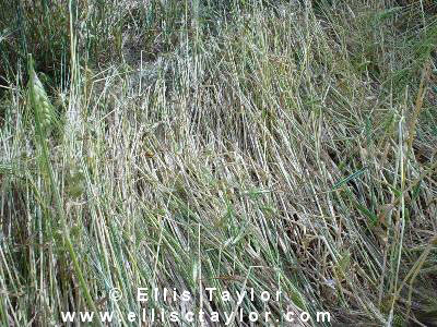 Toot Baldon, Oxfordshire crop circle, aerial photo 4