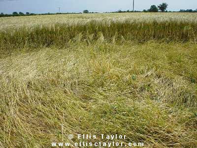 Toot Baldon, Oxfordshire crop circle, aerial photo 5