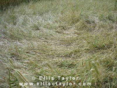 Toot Baldon, Oxfordshire crop circle, aerial photo 3