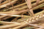 Woolstone Hill, Oxfordshire crop circle, aerial photo 21