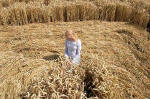 Woolstone Hill, Oxfordshire crop circle, aerial photo 26