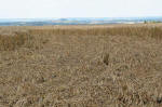Woolstone Hill, Oxfordshire crop circle, aerial photo 12