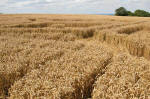 Woolstone Hill, Oxfordshire crop circle, aerial photo 13