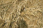 Woolstone Hill, Oxfordshire crop circle, aerial photo 14