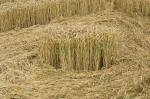Woolstone Hill, Oxfordshire crop circle, aerial photo 15