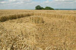 Woolstone Hill, Oxfordshire crop circle, aerial photo 17