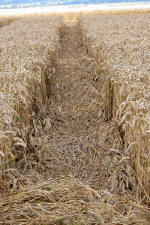 Woolstone Hill, Oxfordshire crop circle, aerial photo 16