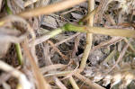 Woolstone Hill, Oxfordshire crop circle, aerial photo 19