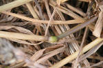 Woolstone Hill, Oxfordshire crop circle, aerial photo 20