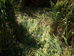 Waden Hill, Wiltshire crop circle, aerial photo 16