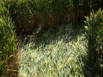 Waden Hill, Wiltshire crop circle, aerial photo 17