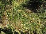 Waden Hill, Wiltshire crop circle, aerial photo 18