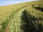 Waden Hill, Wiltshire crop circle, aerial photo 19