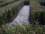 Waden Hill, Wiltshire crop circle, aerial photo 20
