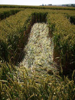 Waden Hill, Wiltshire crop circle, aerial photo 28