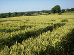Waden Hill, Wiltshire crop circle, aerial photo 22