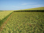 Waden Hill, Wiltshire crop circle, aerial photo 24