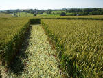 Waden Hill, Wiltshire crop circle, aerial photo 25