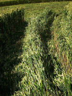 Waden Hill, Wiltshire crop circle, aerial photo 29