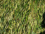 Waden Hill, Wiltshire crop circle, aerial photo 26