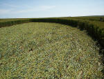 Waden Hill, Wiltshire crop circle, aerial photo 27