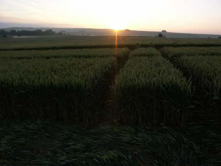Waden Hill, Wiltshire crop circle, aerial photo 14