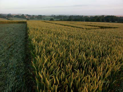Waden Hill, Wiltshire crop circle, aerial photo 12