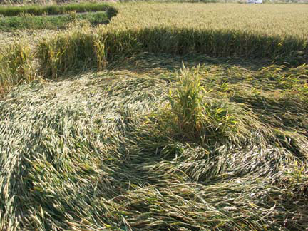 Waden Hill, Wiltshire crop circle, aerial photo 13